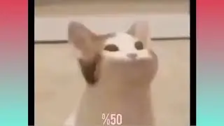 14 Different Pop Cat Sound Effect!