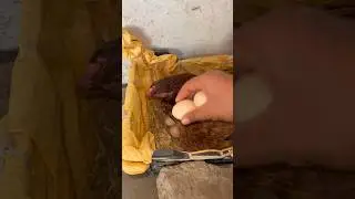 Murgi k anday utha liya 😱 happy ending 🥹