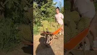 Musang King Harvest ASMR - Mastering Durian Harvesting Skills in the Forest