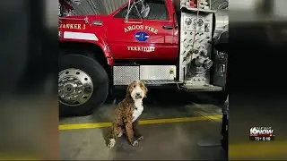 Argos Fire Department gets therapy dog