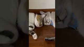 They are inseparable! ❤️🫶#cat #catbond #catlover