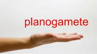 How to Pronounce planogamete - American English