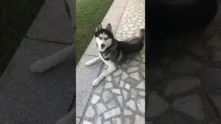 Cute blue eyed husky ❤️ #shorts