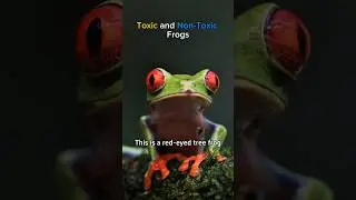 What frogs do you like? #frogs #amphibians