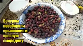 Поехали на собрание в УрФУ. В дендропарке. Про пейджер. Крыжовник и красная смородина. Нововведения.