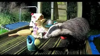 When Animals Come Out to Play | Adorable British Wildlife on this Children's Jungle Gym