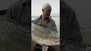 This DEMON FISH is the Ultimate River Monster #rivermonsters #jeremywade #GoliathTigerfish #shorts