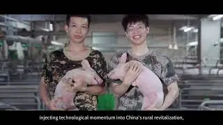 One Video to Witness the Intelligent Multi-story Pig Farm!#farming #farmlife #automobile