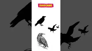 Funny Crow Sound #shortsvideo #viralvideo
