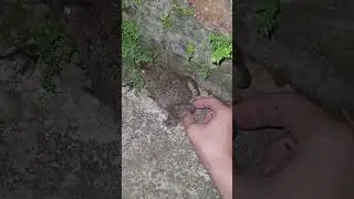Looking funny catching frogs hahaha | tep longheng funny frog