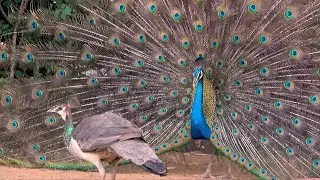 Peacock shows spectacularly colored plumage for the ladies