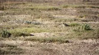 SHORELARK