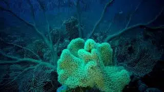 Sharm scuba service marcello