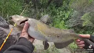 catfishing the snake river