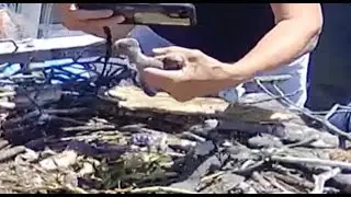 6/15/24 Dahlgren Osprey Cam:  Osprey baby in danger, is rescued by Tidewater Wildlife Rescue
