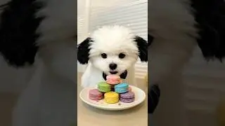 Cute bichon eating macaron #asmr #puppy #cutedogs #happydog #asmrsounds