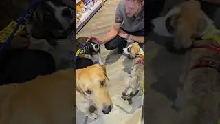 Silver  (in the blue harness) at Pets Corner in Fleet