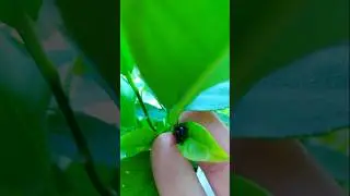#viral#insects#wildlife The blue ladybird is on photo shoot 💙 🐞🍃