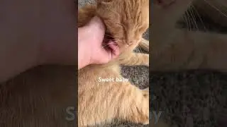 Sweet baby! #trending #viral #cat #kitty #funnycat #kitten #kittycat #funnykitty #funny #sad #baby