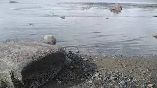 Semibalanus balanoides часть 1