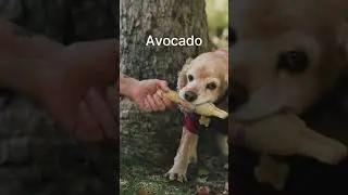 vegetables dogs should not eat