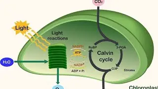 Biology-Important MCQ.on Photosynthesis.for X,XI,NTSE,NEET,KVPY,NEST&Other Competitive Examinations