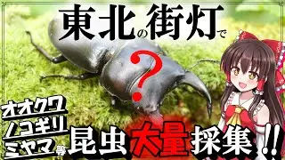 【東北】オオクワ・ミヤマ・ノコギリ等…クワガタが大量に集まる街灯で昆虫採集！オオクワの採集方法と森&灯火採集で観察できる24種の生物たち【オオクワガタ、ミヤマクワガタ、カブトムシ等】【ゆっくり解説】