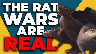New York City is INFESTED | Rat Wars