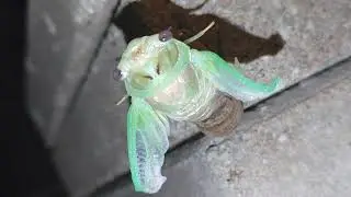 Cicadas emerging #4