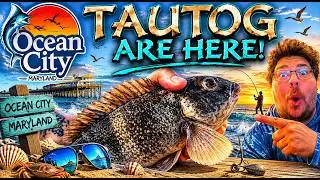 Catching Tautog (Blackfish) on Ocean City&rsquo;s 2nd Street Bulkhead &mdash; Mid-October Fishing!