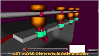 Protein synthesis - polysomes