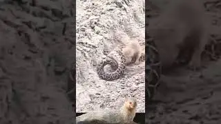 #animals #snakeandmongoose #mongoose