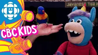 Counting with Birds in Niagara Falls | CBC Kids