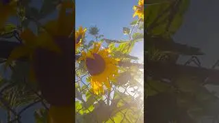 A Garden Kissed by the Sun🌻#SunflowerLove#thegreenparadiseandmore##FlowerMagic #NatureCuriosity