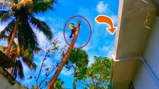 🌴Amazing Fastest Skill Cutting / Coconut Tree Cutting🥰 / Raja Woodcutting