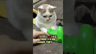 Do Cats Remember You After Years Apart?
