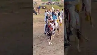 Beautifull horse | desi horse | tentpegging event | Golden boy #desihorses #equestrianpakistan