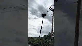 Did eagles 🦅 make these nests?