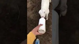 Baby Goat Milking with Feeder | Goats Kids Care & Tips | Nagra Farm