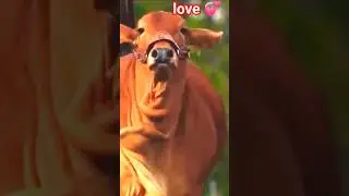 gay ka naya nasl 💞#cow #bull #gaumata #gir #sorts #ytshorts #short #shortsfeed #love