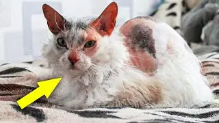 Недавно усыновлённая &laquo;кошечка&raquo; начинает стремительно меняться, прежде чем её семья узнаёт о ошело...