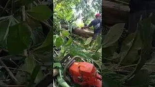 Master the Chainsaw: Precise Tree Felling and Log Processing