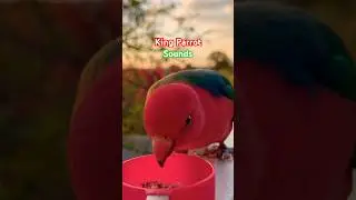 KING PARROT CALL | Sounds of the Australian King Parrot BIRD