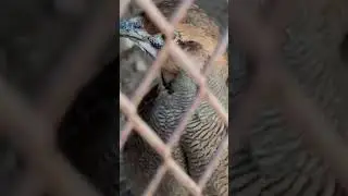 Partridge #birds #nature #Partridge #youtubeshorts #shorts