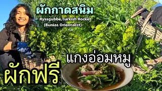 เก็บผักป่าไปแกงอ่อมหมู ก้านอวบๆ ของฟรีจากธรรมชาติ ผักกาดสนิม 🇸🇪 Ryssgubbe,Turkish Rocket