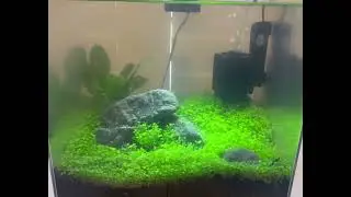 New Sponge Filter for 3 Gallon Shrimp Tank