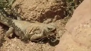 Best of porcupine save Lizard from king cobra snake Attack /python vs porcupine- save animal