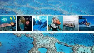 Explore the Great Barrier Reef with Our Great Barrier Reef Tours | GreatBarrierReefTours.com