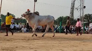 అన్నంబోట్లవారిపాలెం న్యూ కేటగిరీ 3వ జత GPచౌదరి బుల్స్ లక్ష్మీదీక్షిత చౌదరిగారు.