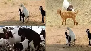 Young goat meeting  Videos #animals